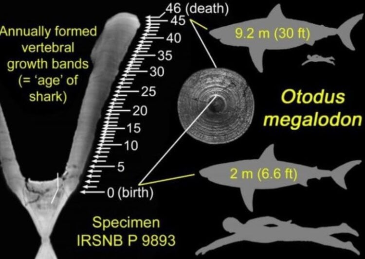 Кто такие мегалодоны? Возраст акул можно узнать, посчитав «годичные кольца» на их позвонках. Фото.