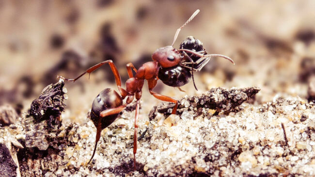 Как муравьи превращают другие виды в своих рабов? Фото.