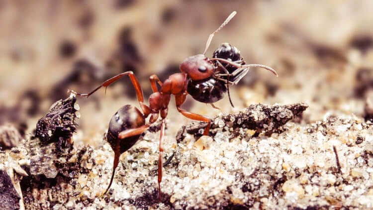 Как муравьи превращают другие виды в своих рабов? Муравей кроваво-красного цвета (Formica sanguinea) несет недавно приобретенного раба. Фото.