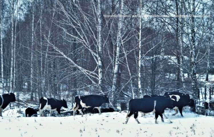 Быки и коровы из Чернобыля начали вести себя как дикие звери