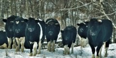 Быки и коровы из Чернобыля начали вести себя как дикие звери. Фото.