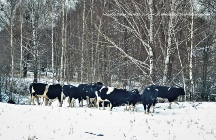 Животные Чернобыля. Коровы и быки из села Лубянка. Фото.