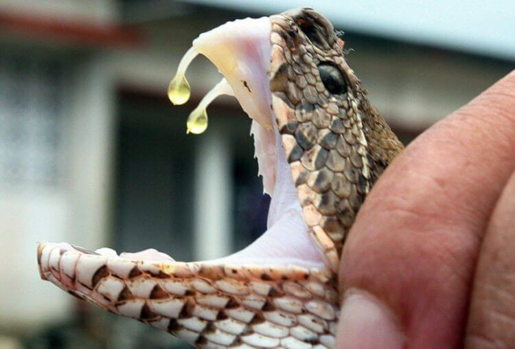 Из чего состоит змеиный яд? При всей своей опасности, змеиный яд часто используется для создания лекарств. Фото.