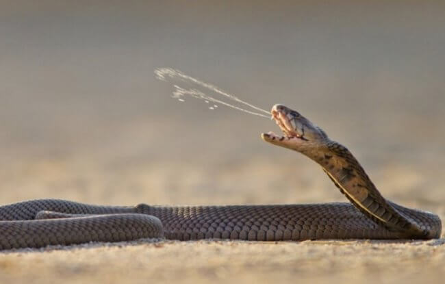 Какие змеи плюются ядом и что после этого происходит? Фото.
