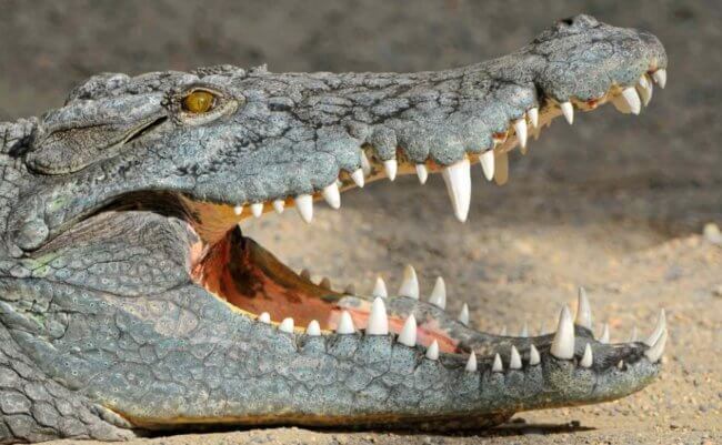 Почему крокодилы почти не изменились со времен динозавров? Фото.