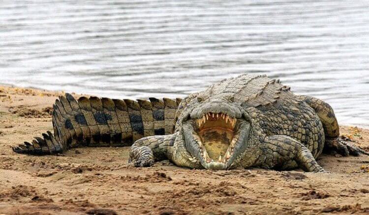 Эволюция крокодилов. Эволюция крокодилов происходит медленно, потому что причин для быстрых изменений нет. Фото.