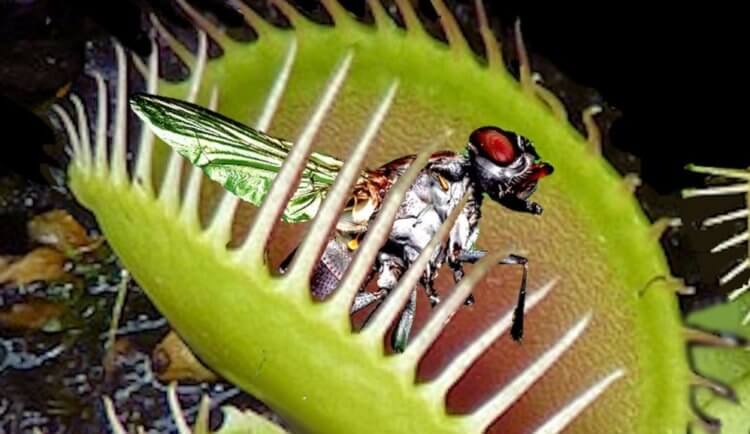 Кто такая венерина мухоловка? Муха в ловушке хищного растения. Фото.