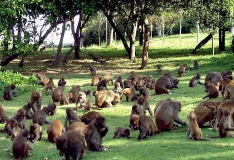 Остров Морган с больными обезьянами. Все обезьяны на острове Морган заражены герпесом. Фото.