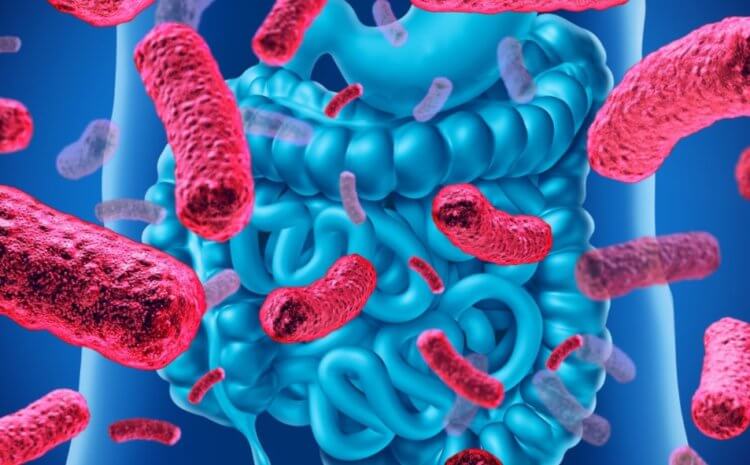 Кишечные бактерии и коронавирус. Живущие внутри нас бактерии играют важные роли в работе органов. Фото.