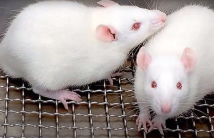 Медленный рост у детей. Предположение ученых было доказано при помощи эксперимента на мышах. Фото.