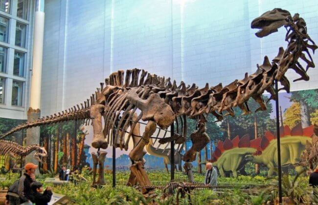 Найдены останки самого крупного животного в истории Земли. Фото.