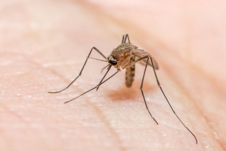 Как малярийный плазмодий устроил самую долгую пандемию в истории человечества. Эти небольшие комары стали причиной смертей миллионов человек. Фото.