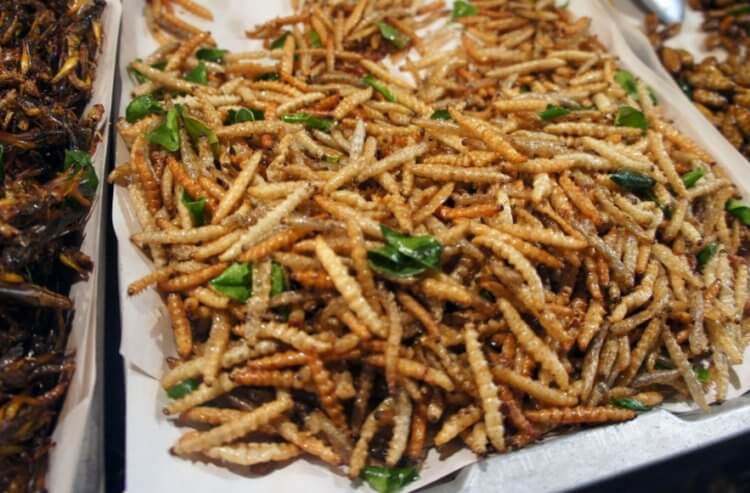 Каких червей можно официально употреблять в пищу? Возможно, в будущем блюда из червей и насекомых станут нормой во всем мире. Фото.