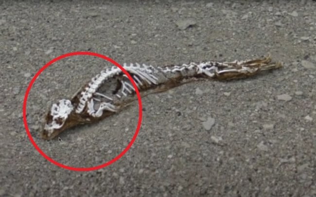 В Антарктиде найден скелет загадочного животного. Что это такое? Фото.