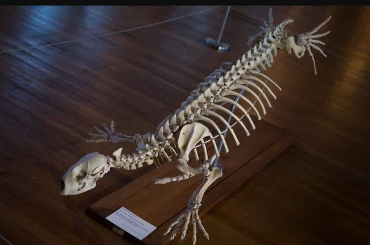 Загадочное животное Антарктиды. Сравните останки загадочного создания со скелетом тюленя. Общих черт действительно много. Фото.