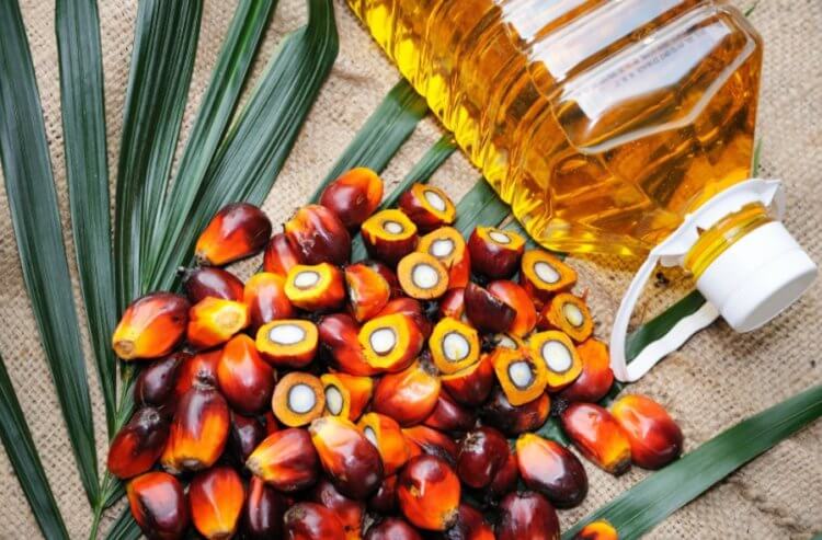 Состав пальмового масла. Пальмовое масло используется практически везде. Фото.