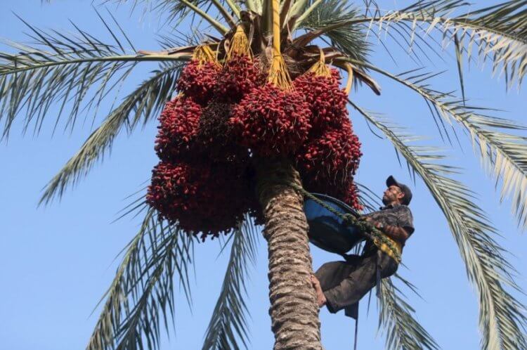 Созревание масличных деревьев. Сбор плодов масличной пальмы. Фото.