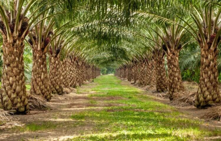 История пальмового масла. Плантация масличной пальмы. Фото.