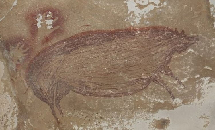 В Индонезии найден самый древний рисунок с животными. Ему 45 500 лет. Найденная в пещере свинья нарисована в натуральную величину. Фото.