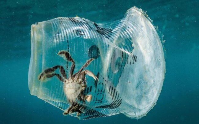Кто может очистить моря и океаны от пластикового мусора? Фото.