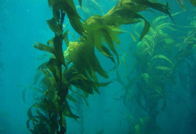 Полезные водоросли. Длина самых больших водорослей в мире макроцистис достигает 45 метров. Фото.