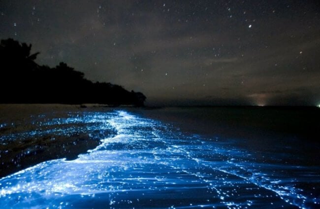 Почему вода в морях и океанах светится по ночам? Фото.