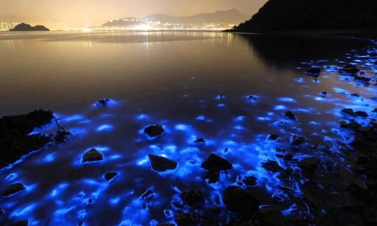 Светящиеся животные. Свечение черного моря. Фото.