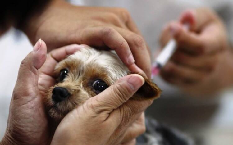 Для кошек и собак может понадобиться новая вакцина от коронавируса. Но зачем? Возможно, в будущем нам придется вакцинировать домашних животных даже от коронавируса. Фото.