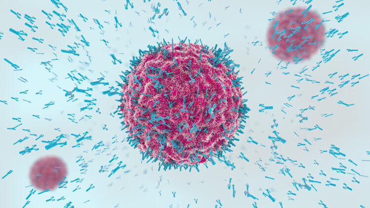 Зачем организму антитела? Клетки иммунитета создают антитела для борьбы с вирусами, паразитами или бактериями. Фото.