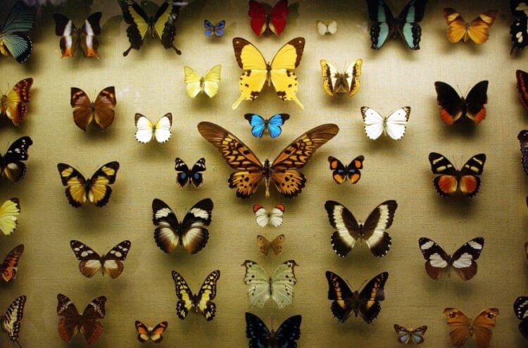 Почему люди перестали коллекционировать бабочек? Люди обычно коллекционировали бабочек из-за их красоты. Но также они вносили большой вклад в науку. Фото.