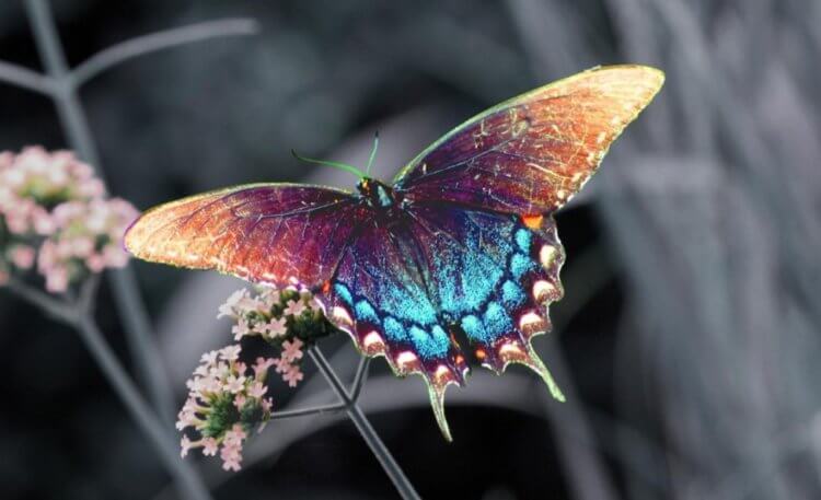 Увлечение людей насекомыми. Фотографам удается сделать удивительные снимки бабочек. Фото.