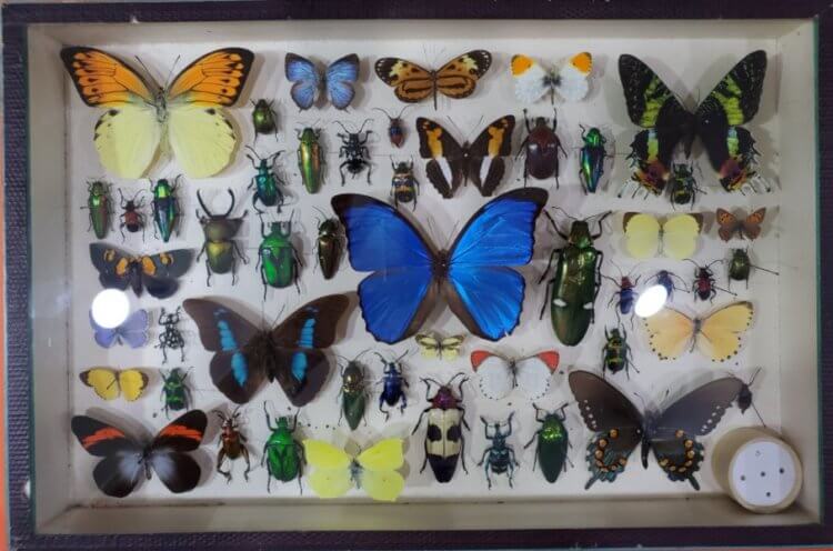Коллекционирование бабочек. Фотографии из музея имени Томаса Витта нет. Но вот фотография коллекции бабочек и жуков. Фото.