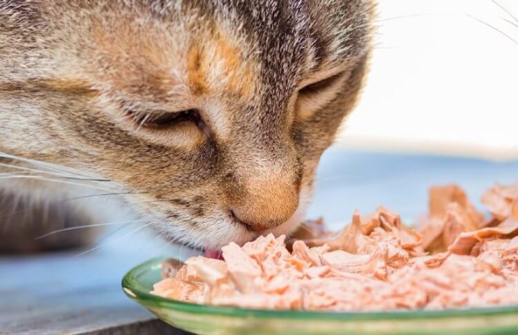 Почему кошки охотятся? Важно, чтобы в рационе кошек было достаточно мяса. Фото.