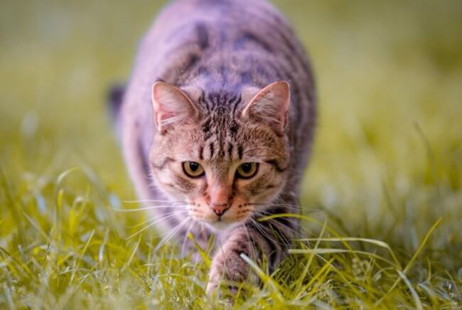 Можно ли отучить домашних кошек охотиться? Фото.