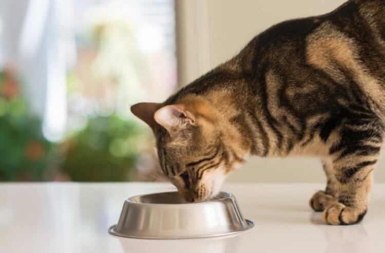Эксперимент с кошками. Рацион питания сильно влияет на поведение кошек. Фото.