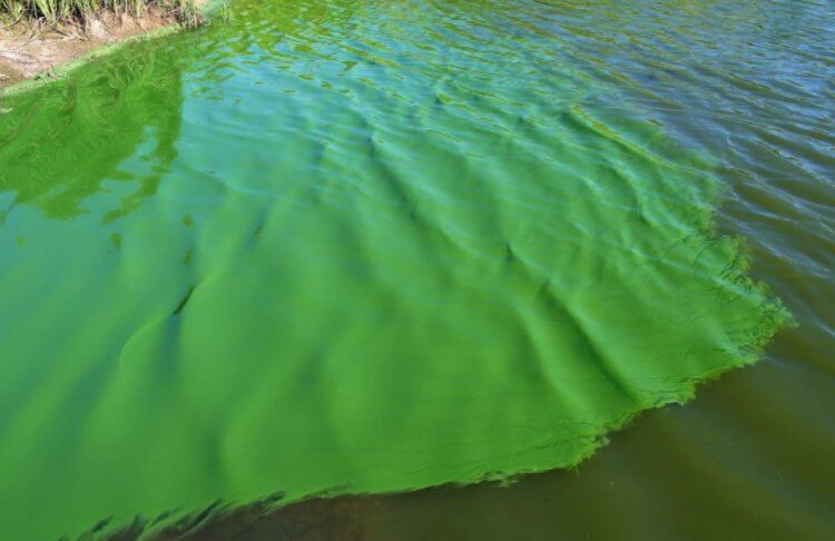 Польза цианобактерий. Зеленый налет на воде — это цианобактерии. Фото.