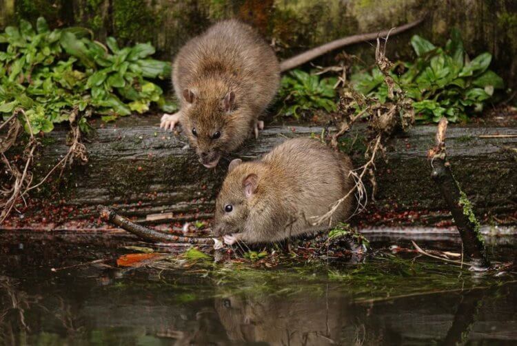 Происхождение крыс. Крысы живут на нашей планете с очень давних времен. Фото.