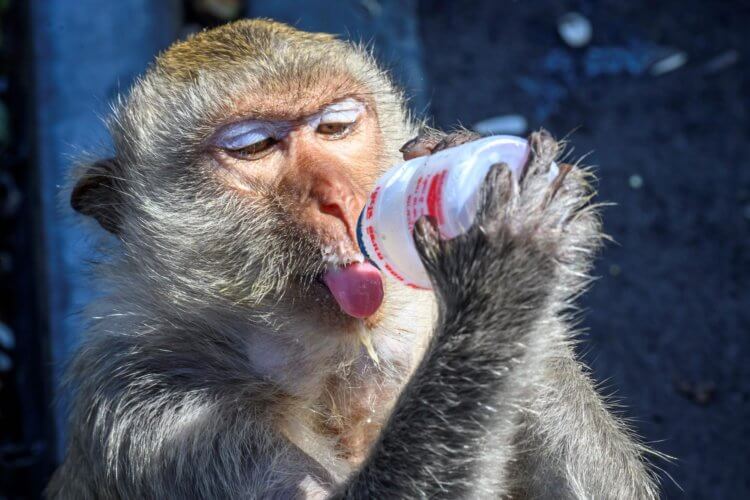 Как обезьяны захватили город. Макаки-крабоеды очень любят сладкую и жирную пищу. Фото.