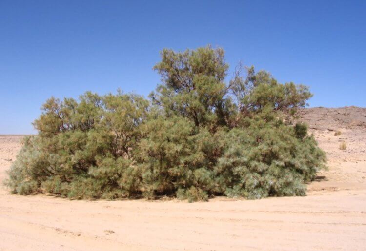 Самая жаркая пустыня в мире. Растение тамариск. Фото.