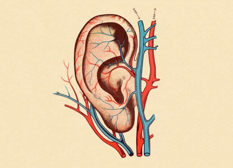 Как мы воспринимаем звук? Человеческое ухо является сложным и чувствительным органом. Фото.