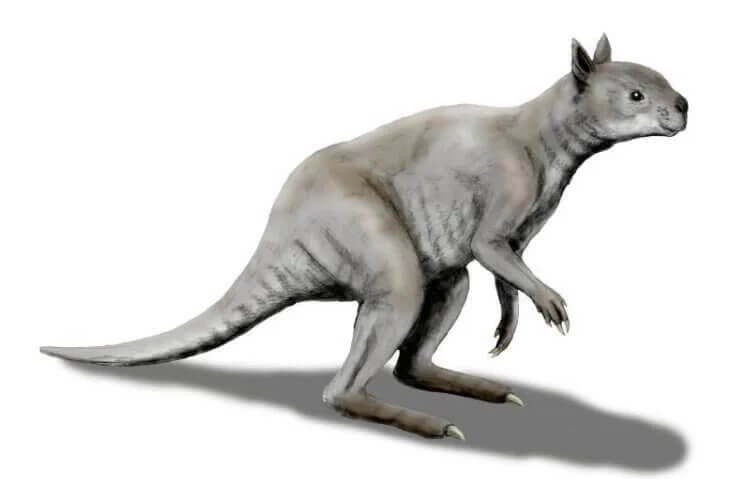 Какими были предки кенгуру? Предки современных кенгуру выглядели примерно так. Фото.