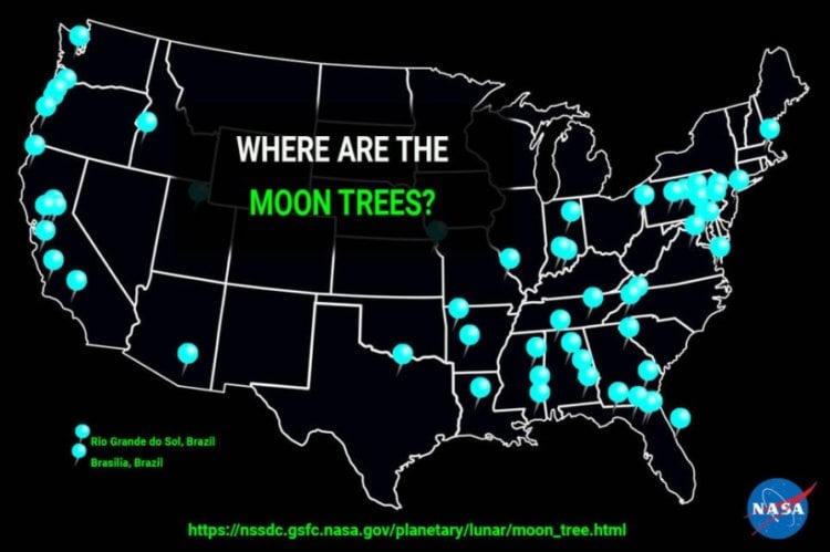 Где растут лунные леревья? Карта с указанием местоположения лунных деревьев. Фото.