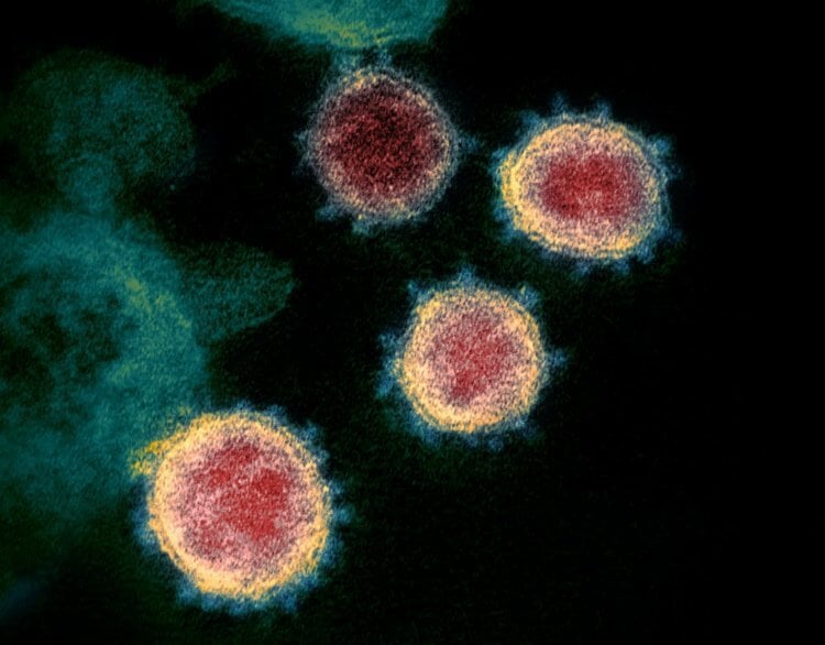 Спайковые белок и вакцины. Вирус, вызывающий COVID-19 со временем мутирует. Как и другие вирусы. Фото.