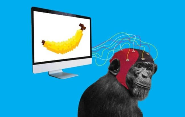 Илон Маск объявил об успешном «чипировании» обезьяны. Что она теперь умеет? Фото.
