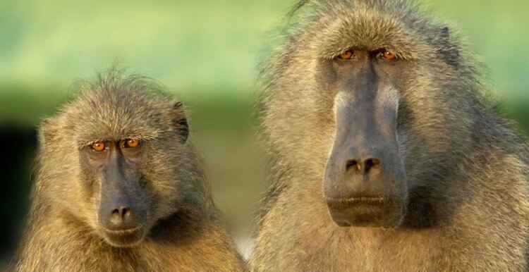 Обезьяны, фастфуд и еда из помойки. Высокоорганизованные приматы — ближайшие родственники человека в биологическом смысле. Фото.