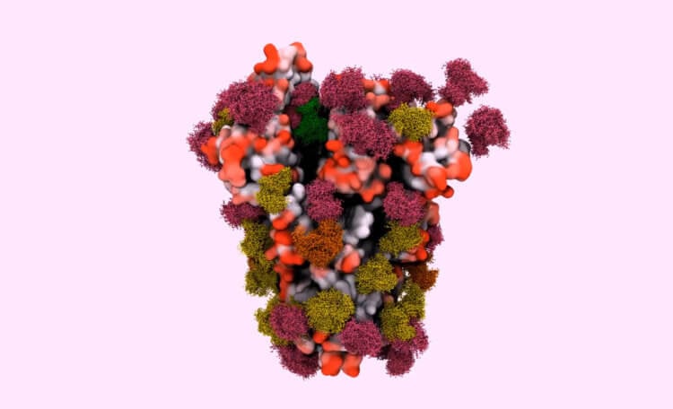 Зачем вирусам спайковый белок? Модель поверхностного спайкового белка, который вирус SARS-CoV-2 использует для заражения клеток человека. Фото.