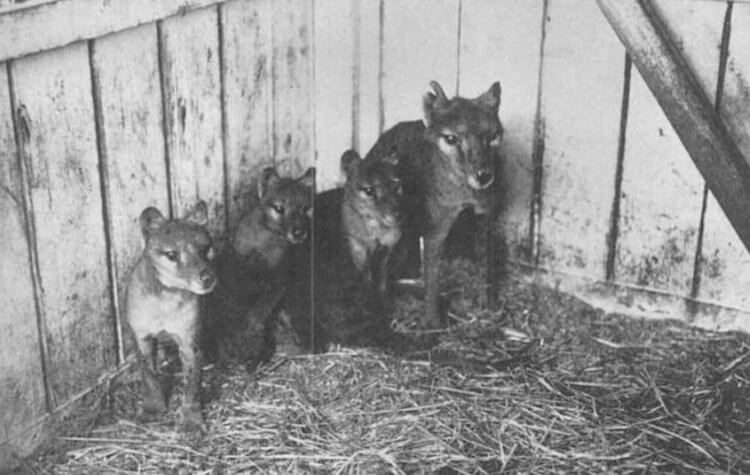 Какими были сумчатые волки? Сумчатый волк и его детеныши. Фото.
