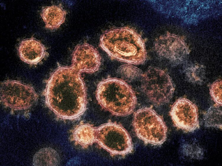 Сколько вырабатываются антитела? Распространяясь по планете коронавирус SARS-CoV-2 мутирует, порождая новые, более заразные штаммы. Фото.