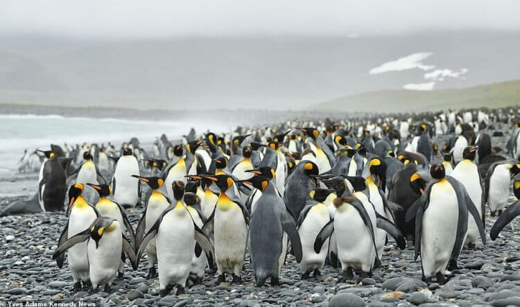 Какого цвета пингвины? Пингвины в основном окрашены в черно-белый цвет. Фото.