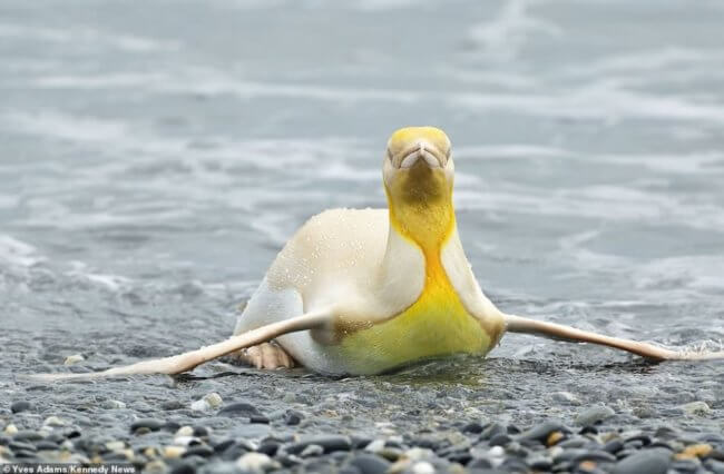 Фотограф впервые в истории нашел желтого пингвина. Почему он такого цвета? Фото.